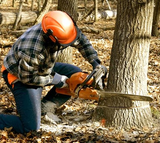 Tree Removal in Orleans, VT